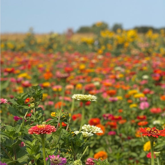 Meet your Posher, Flowers and - Picture 1 of 1